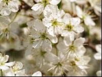 Schlehe Blüte 1