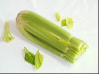 Stangensellerie 2