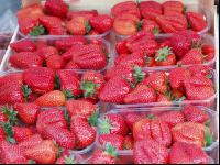 Erdbeeren 4