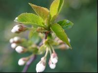 Weichsel Blüte 1