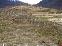 Wachau 12
