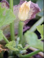 Zucchini 12
