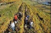 Weinlese Wachau 1