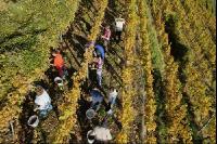 Weinlese Wachau 2