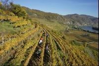 Weinlese Wachau 3