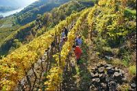 Weinlese Wachau 4