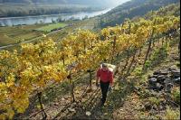 Weinlese Wachau 5