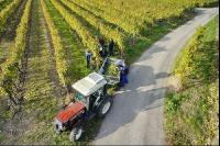 Weinlese Wachau 6