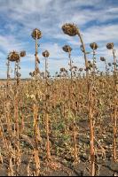 Sonnenblumen ernten J 37