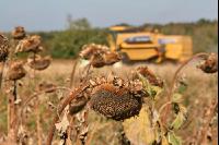 Sonnenblumen ernten J 30