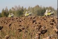 Sonnenblumen ernten J 7
