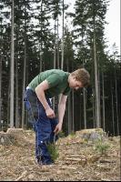 Fichten pflanzen 7