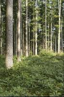 Tanne Naturverjüngung 4