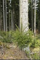 Tanne Naturverjüngung 3
