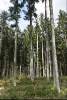 Tanne Naturverjüngung 2