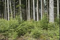 Tanne Naturverjüngung 1