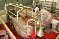 Schweinezucht J 2