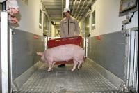 Mastschweine J 1