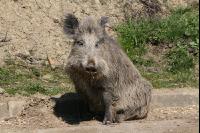 Wildschweine J 1
