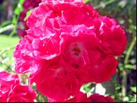 Rose 18