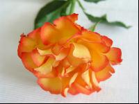 Rose 17