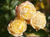 Rose 16
