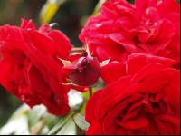 Rose 15