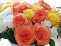 Rose 14