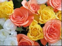 Rose 13