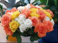 Rose 12