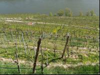 Wachau 6