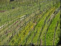 Wachau 14