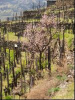 Wachau 9