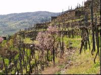 Wachau 8