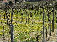 Wachau 13