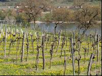 Wachau 2