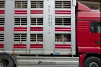 Schweine verladen 9