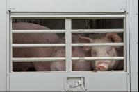 Schweine verladen 11