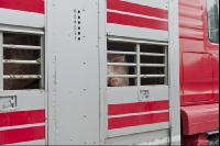 Schweine verladen 12