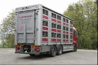 Schweine verladen 13