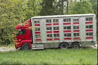 Schweine verladen 14