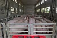Schweine verladen 1