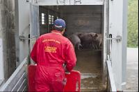 Schweine verladen 5