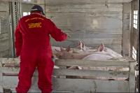 Schweine verladen 6