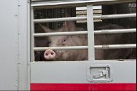 Schweine verladen 7
