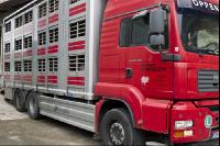 Schweine verladen 8