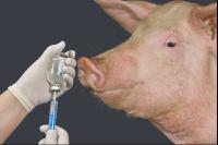 Mastschwein Arznei 2