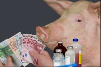 Mastschwein Antibiotika 1
