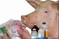 Mastschwein Antibiotika 2