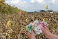 Sonnenblumen Preis